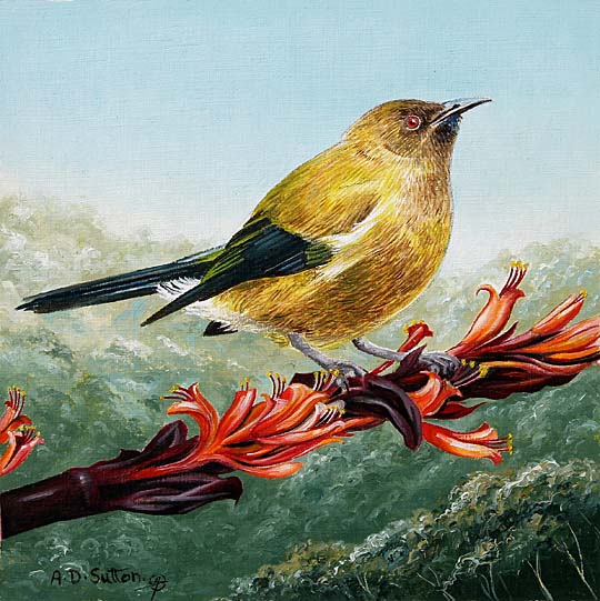 Native Bellbird art