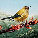 Bellbird artwork