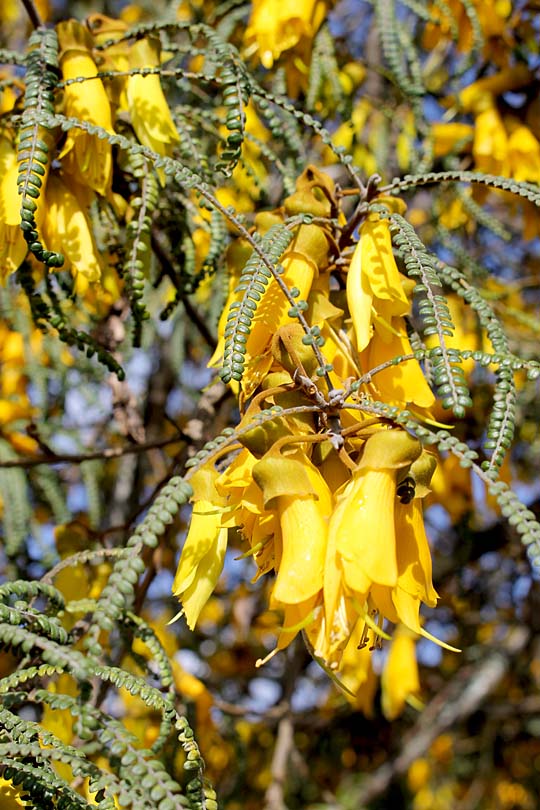 NZ Kowhai flower print