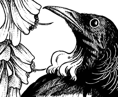 detail of drawing of New Zealand Tui bird