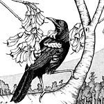 tui bird in a kowhai tree