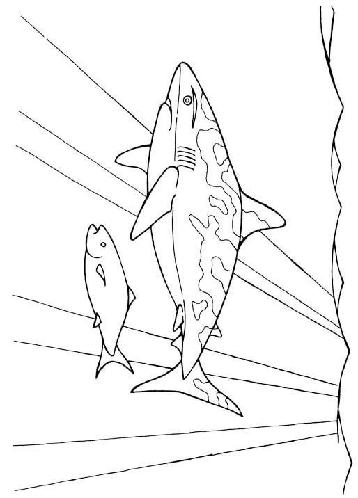 shark drawing for coloring